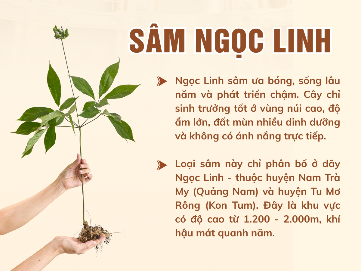Ngọc Linh sâm sâm Ngọc Linh TRIMICO